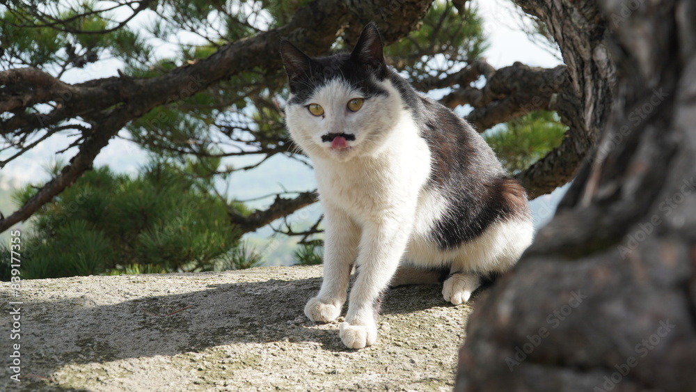 Obraz premium the charm of a tuxedo cat