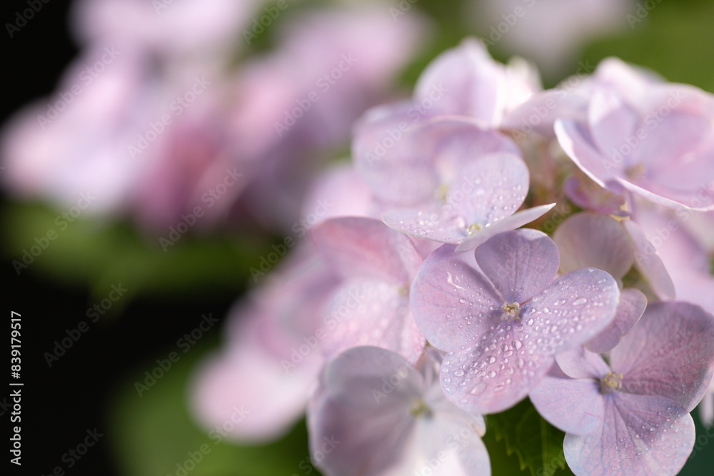 Obraz premium 薄紫のアジサイ