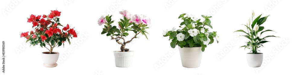 Potted plants and flowers in a decorative design, blending elements of nature and art isolated on transparent background cutout png Potted plants and flowers in a decorative design, blending elements of nature and art isolated on transparent background cutout png