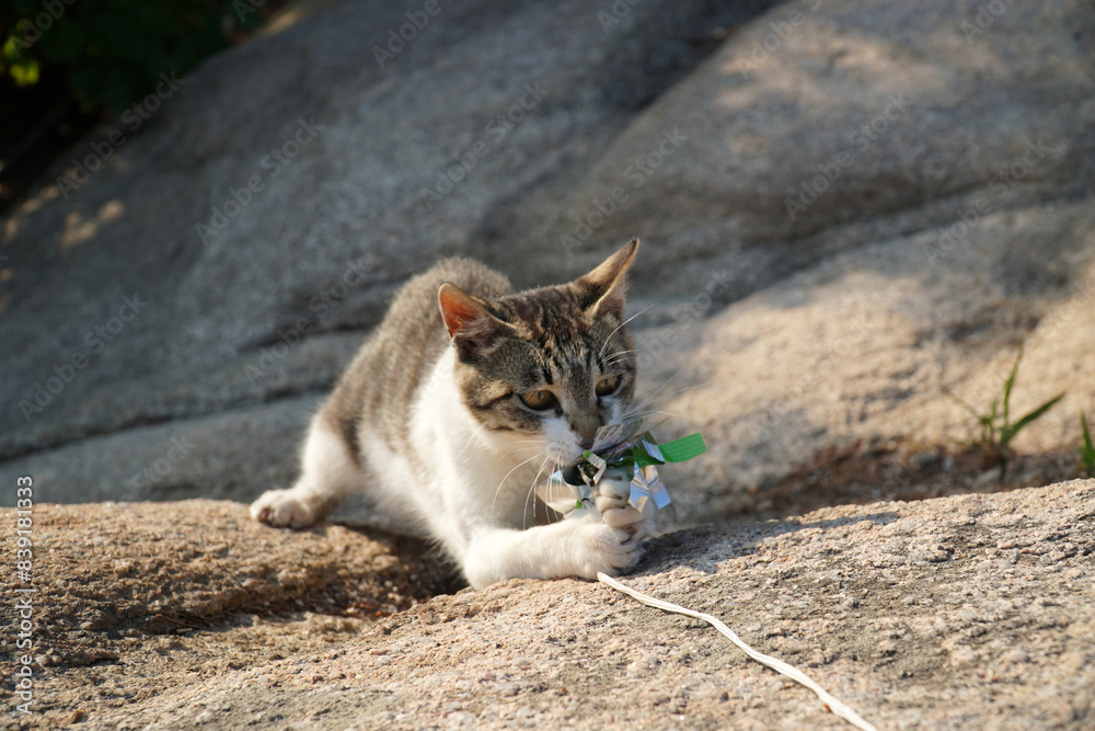 Fototapeta premium cat on the rock