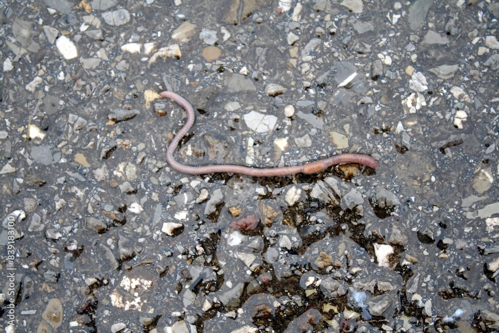 Regenwurm auf Schotter Asphalt. Nahaufnahme mit ausgewähltem Fokus.
Regenwurm auf Schotter Asphalt. Nahaufnahme mit ausgewähltem Fokus.