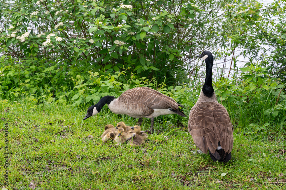 Wild Goose with chicks on the meadow Wild Goose with chicks on the meadow