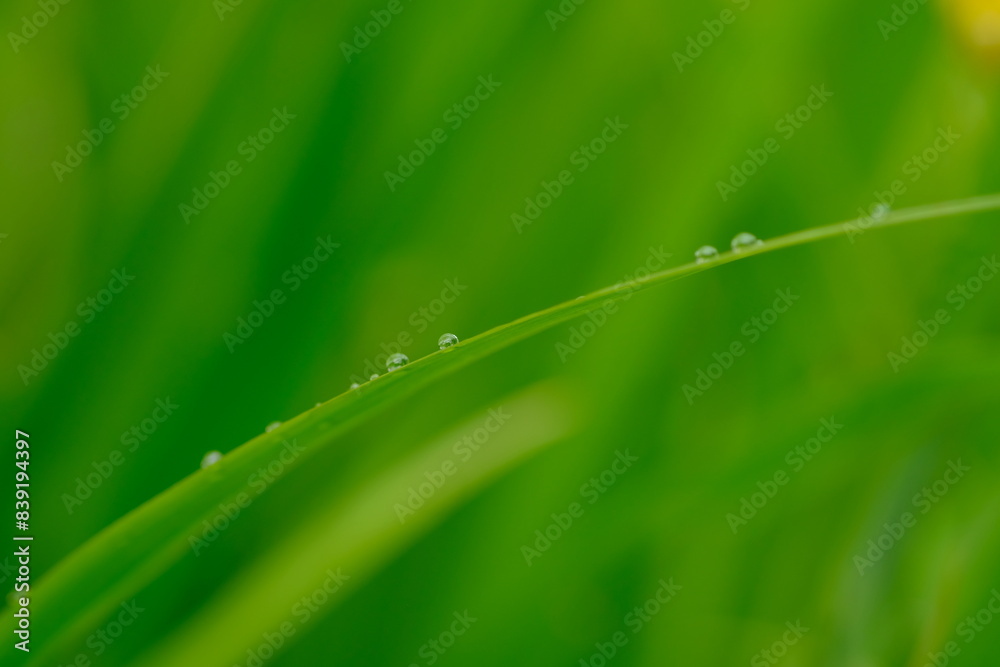raindrops resemble dew on the surface of a green leaf. clear water above the leaves. macro photography. raindrops resemble dew on the surface of a green leaf. clear water above the leaves. macro photography.