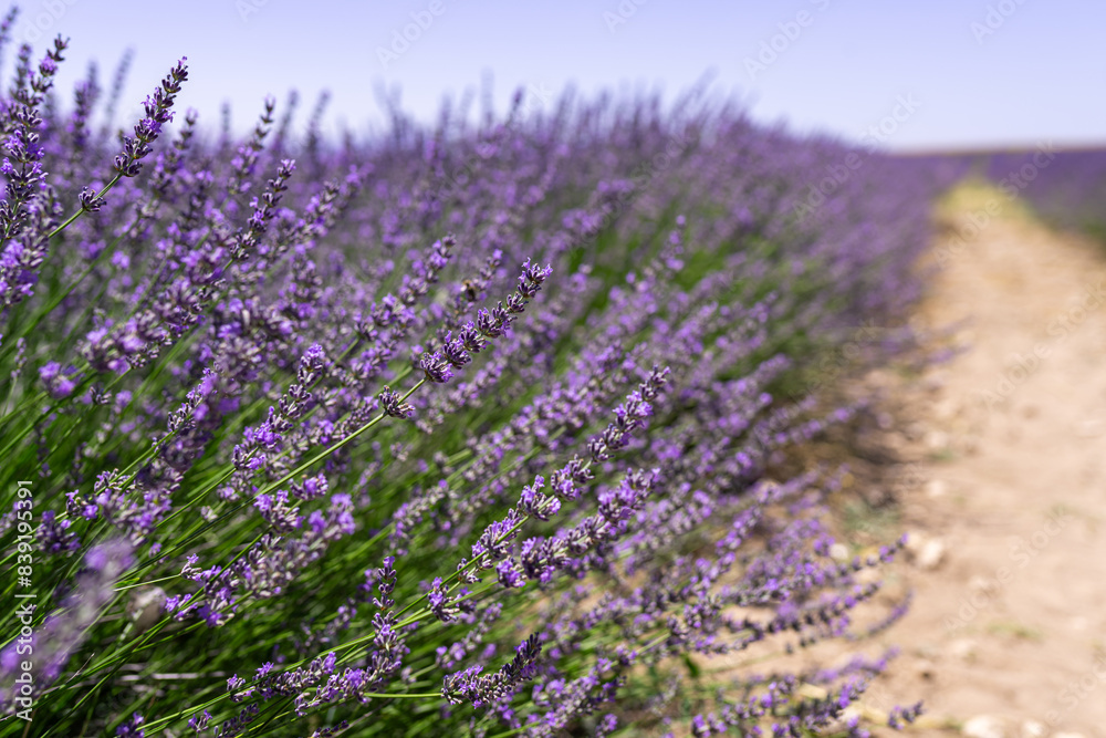 Obraz premium Close-up of lavender flowers blooming in fragrant lavender fields, Bushes of lavender purple aromatic flowers on lavender fields