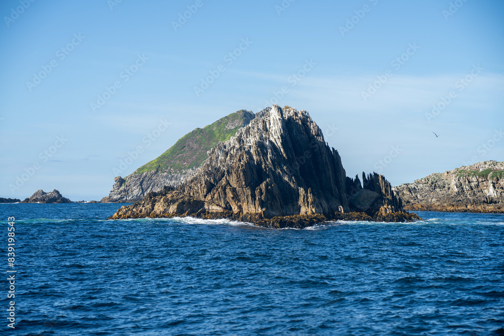Bull kelp seaweed growing on rocks around a island in the open ocean in australia. Edible sea weed ready to harvest in the ocean Bull kelp seaweed growing on rocks around a island in the open ocean in australia. Edible sea weed ready to harvest in the ocean