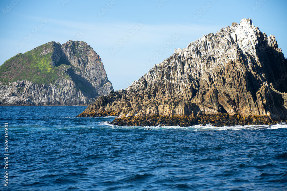 Bull kelp seaweed growing on rocks around a island in the open ocean in australia. Edible sea weed ready to harvest in the ocean Bull kelp seaweed growing on rocks around a island in the open ocean in australia. Edible sea weed ready to harvest in the ocean