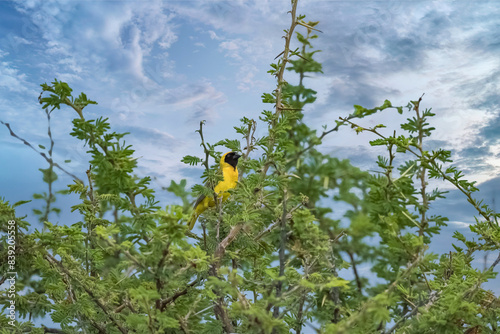 Southern masked weaver, Ploceus velatus, yellow and black bird in Namibia photo