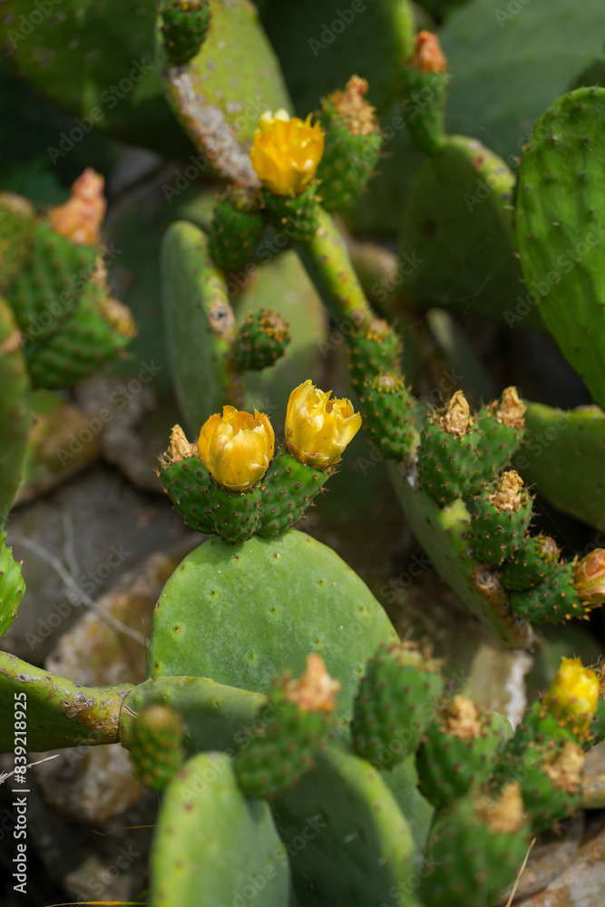 closeup cactus flower in the garden closeup cactus flower in the garden