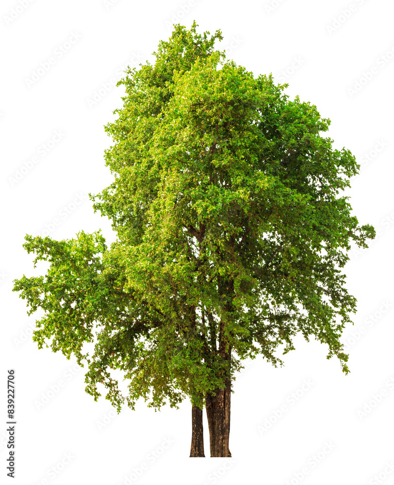 Fototapeta premium Lush Green Tree Isolated