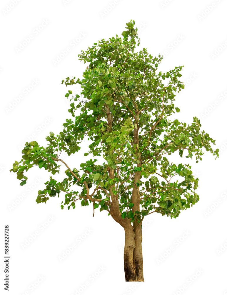 Lush Green Tree on White Background Lush Green Tree on White Background