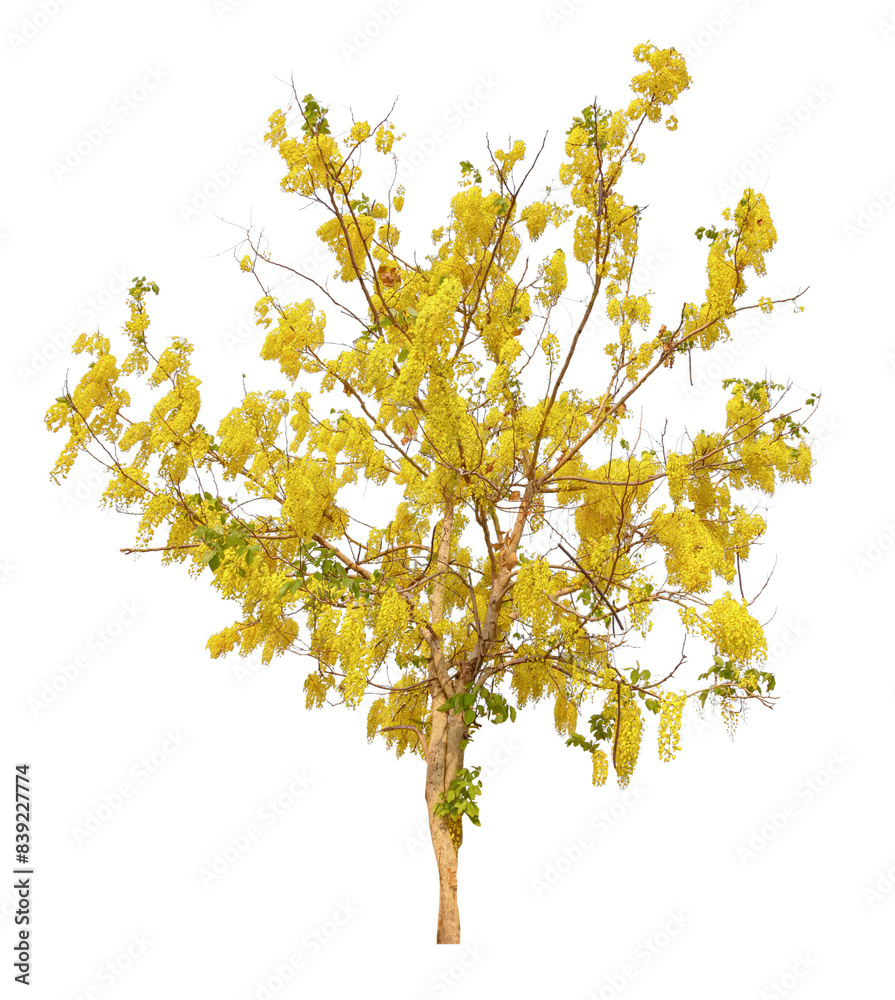 Golden Shower Tree Isolated on White