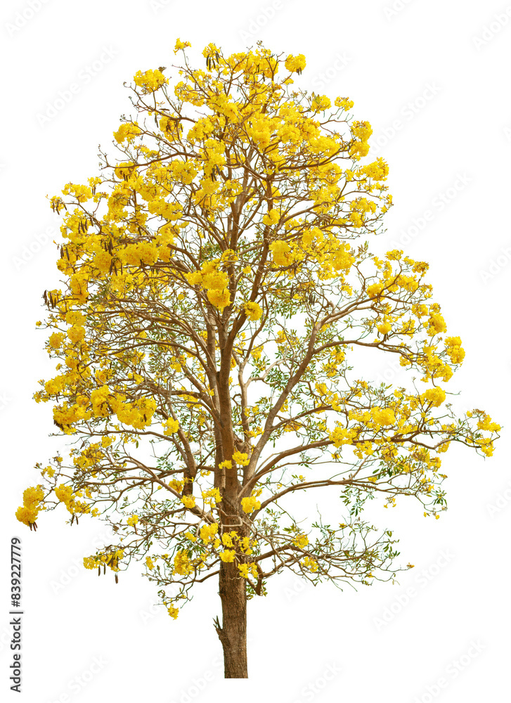 Golden Trumpet Tree Isolated On White Golden Trumpet Tree Isolated On White