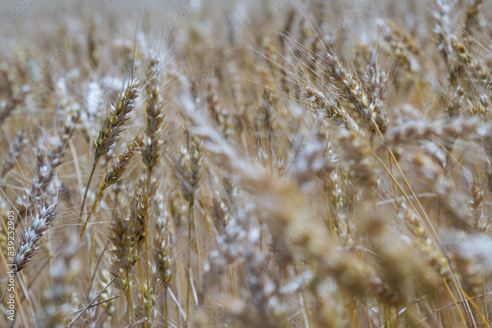 Fototapeta premium Detailed close-up of wheat stalks in a field, showcasing the grains ready for harvest. The soft focus adds a dreamy effect to the scene.