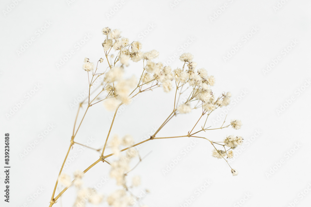 Twigs with small white flowers of Gypsophila (Baby's-breath) isolated on white background. Twigs with small white flowers of Gypsophila (Baby's-breath) isolated on white background.