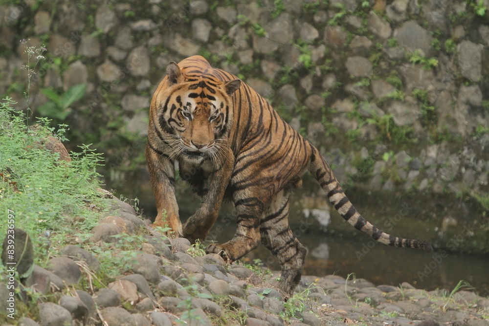 Obraz premium A Bengal tiger was standing on a rock watching the surroundings