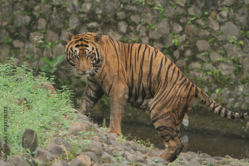 Side view of a Bengal tiger standing on a rock watching the surroundings Side view of a Bengal tiger standing on a rock watching the surroundings