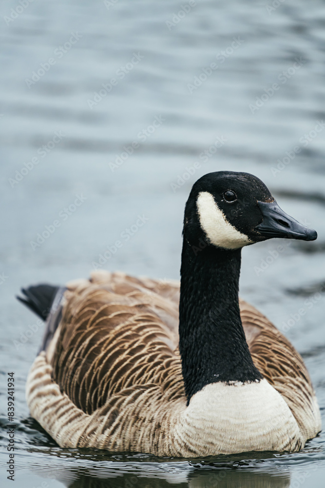 Closeup shot of a Canada goose floating in the water