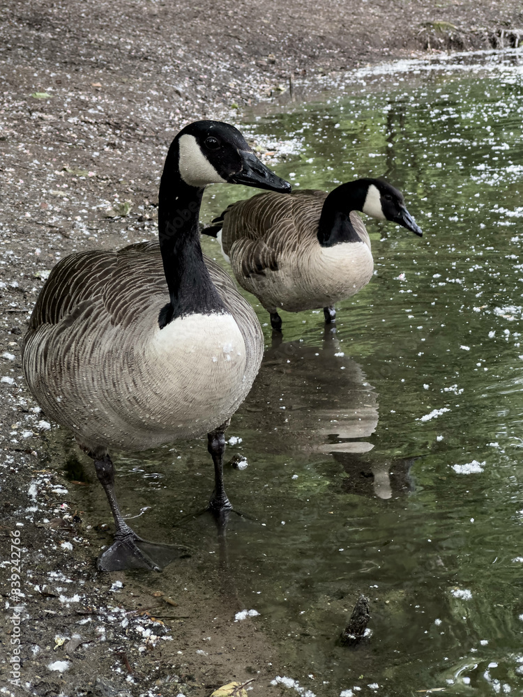 Obraz premium Two Canada geese standing on the edge of the water