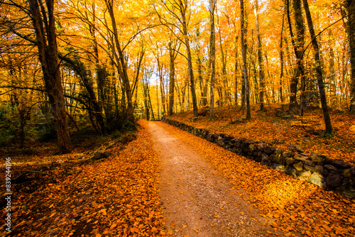 Autumn in La Fageda D En Jorda Forest  La Garrotxa  Spain