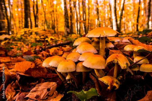 Autumn in La Fageda D En Jorda Forest, La Garrotxa, Spain photo