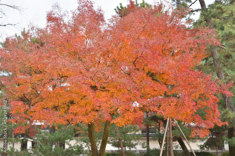 Naklejka premium 建仁寺の紅葉
