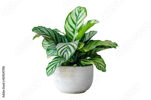 Green Plant in White Pot Isolated On White Background