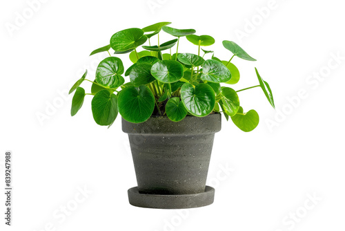 Green plant in a gray pot Isolated On White Background