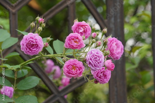 The rose blossoms of the fence in spring