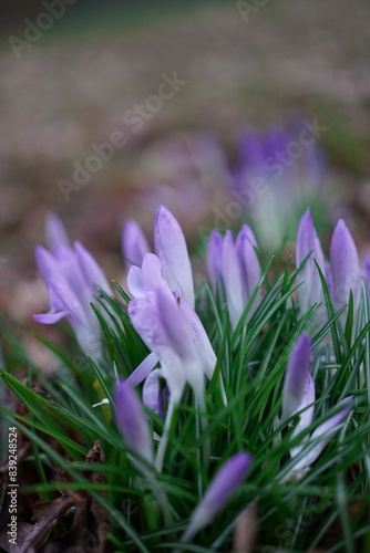 Close-up of vibrant purple crocuses emerging in spring, their petals still dotted with morning dew amidst lush greenery