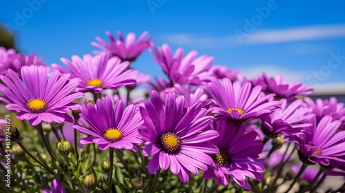 Vibrant purple daisies blooming under a clear blue sky  creating a refreshing and colorful outdoor scene in nature.