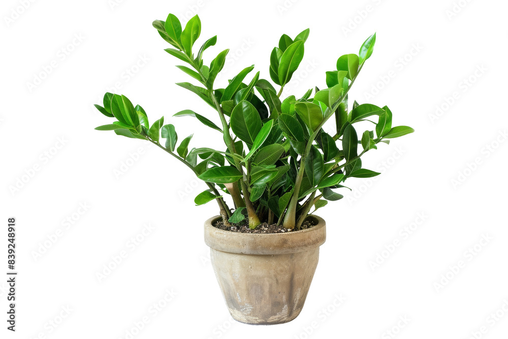 Green Plant in a Terracotta Pot Isolated On White Background Green Plant in a Terracotta Pot Isolated On White Background