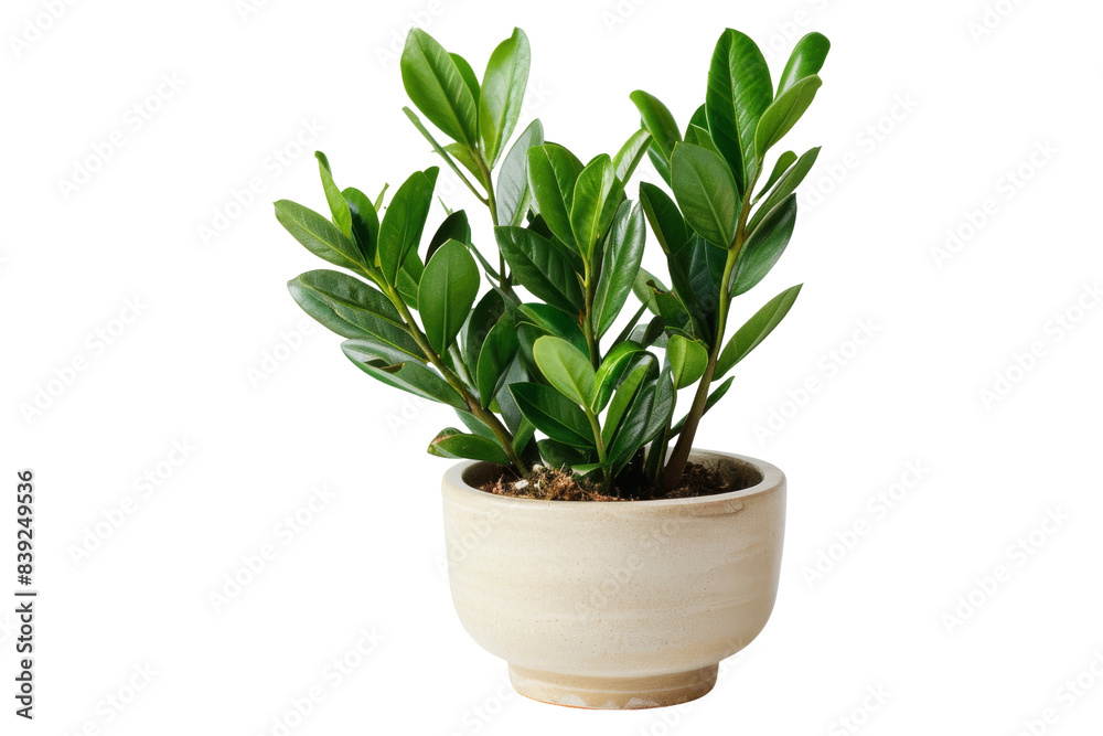 Green plant in a pot on black background Isolated On White Background Green plant in a pot on black background Isolated On White Background