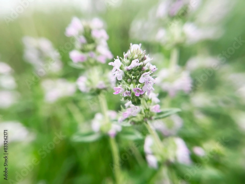 Blooming medicinal plant thyme close up