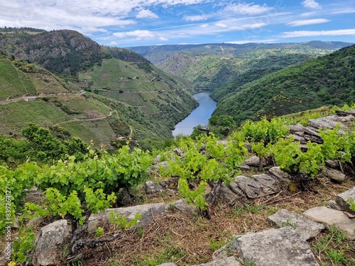 Steep vineyards of Ribeira Sacra, Rias Baixas, Galicia, Spain - heoric viticulture above the Rio Sil and Mino river photo