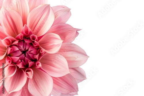 flower Photography  Dahlia Pink Magic  copy space on right  Close up view  Isolated on white Background