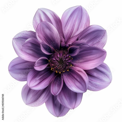 flower Photography  Dahlia Purple Gem  Close up view  Close up view  Isolated on white Background