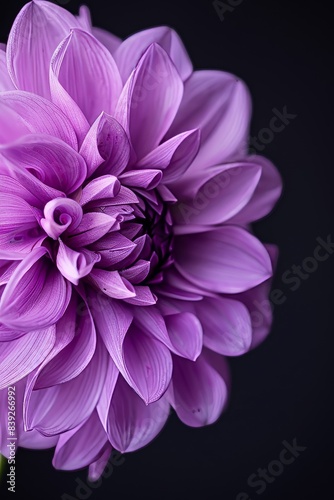 flower Photography  Dahlia Purple Gem  copy space on right  Close up view  Isolated on black Background