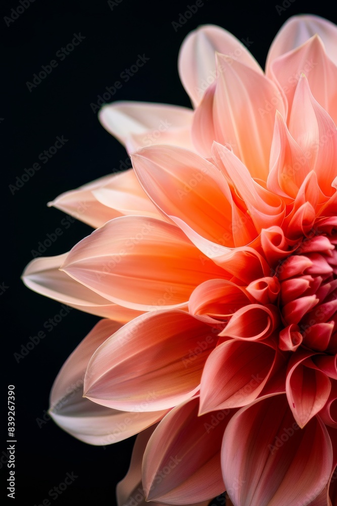 flower Photography, Dahlia Twynings After Eight, copy space on right, Close up view, Isolated on black Background flower Photography, Dahlia Twynings After Eight, copy space on right, Close up view, Isolated on black Background