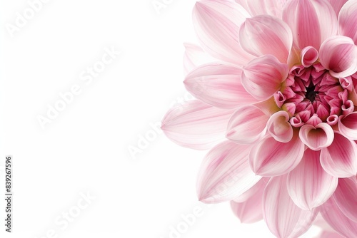 flower Photography  Dahlia Twynings After Eight  copy space on right  Close up view  Isolated on white Background