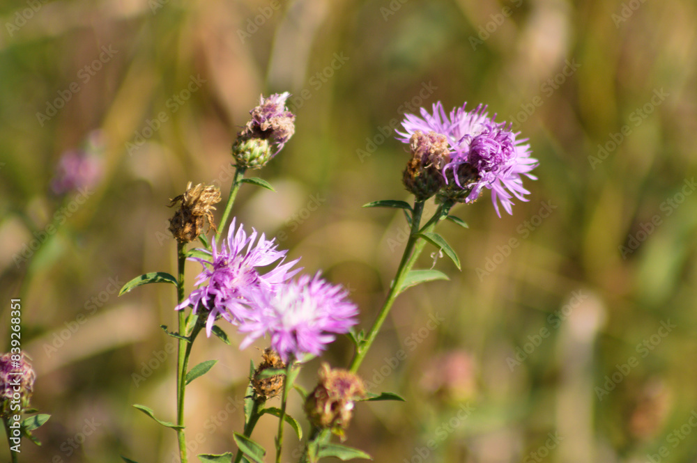 Closeup of brown knapweed flowers with green blurred plants on background Closeup of brown knapweed flowers with green blurred plants on background