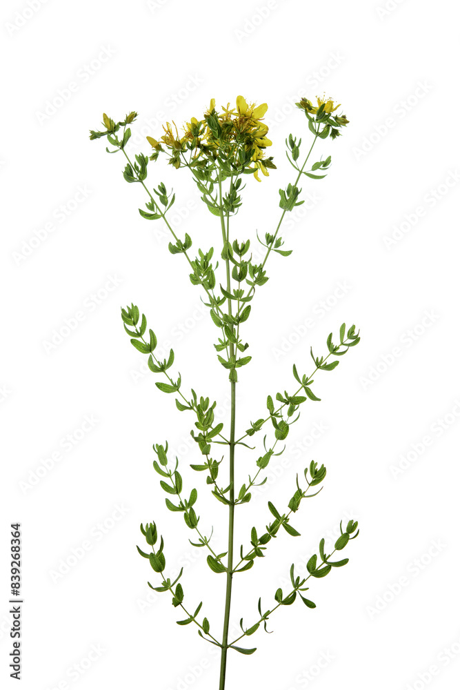 Hypericum perforatum Hypericum perforatum