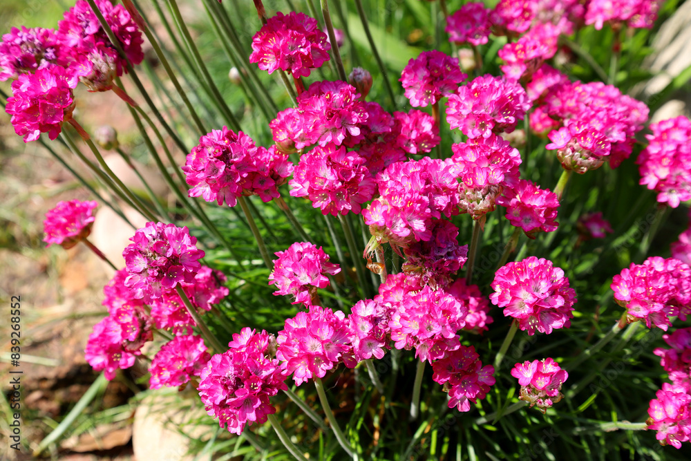 Pink Armeria maritima flowers blooming in a garden Pink Armeria maritima flowers blooming in a garden