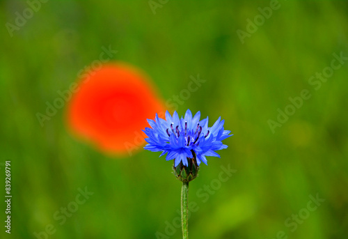 niebieski kwiat chabra na zielonym i czerwonym tle, chaber na rozmytym tle, Chaber bławatek, Centaurea cyanus, blue cornflower flower on green and red background, cornflower on blurred background,  photo