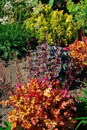 Żurawka, biale kwiaty i pomarańczowe liście żurawki, kwitnąca zurawka, Heuchera , Close up of the white flowers and orange leaf Heuchera