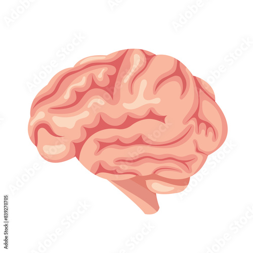 Human brain, vector illustration. Human organ isolated on white.