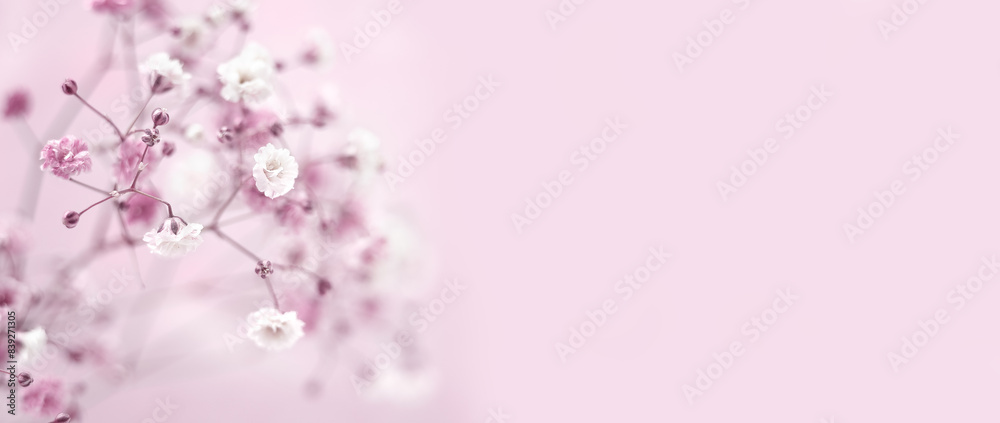 Pink background of Gypsophyla flower. Greeting card. Summer or spring lilac floral composition. Flat lay, copy space. Birthday, Wedding, Mothers Day, Valentines day, March 8, Womens Day. Pink background of Gypsophyla flower. Greeting card. Summer or spring lilac floral composition. Flat lay, copy space. Birthday, Wedding, Mothers Day, Valentines day, March 8, Womens Day.