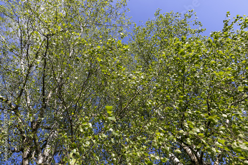 green birch leaves on a blue sky background