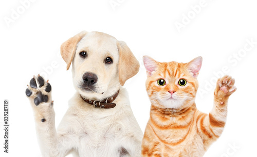 Lovely image of a dog and cat standing next to each other, with paws up.