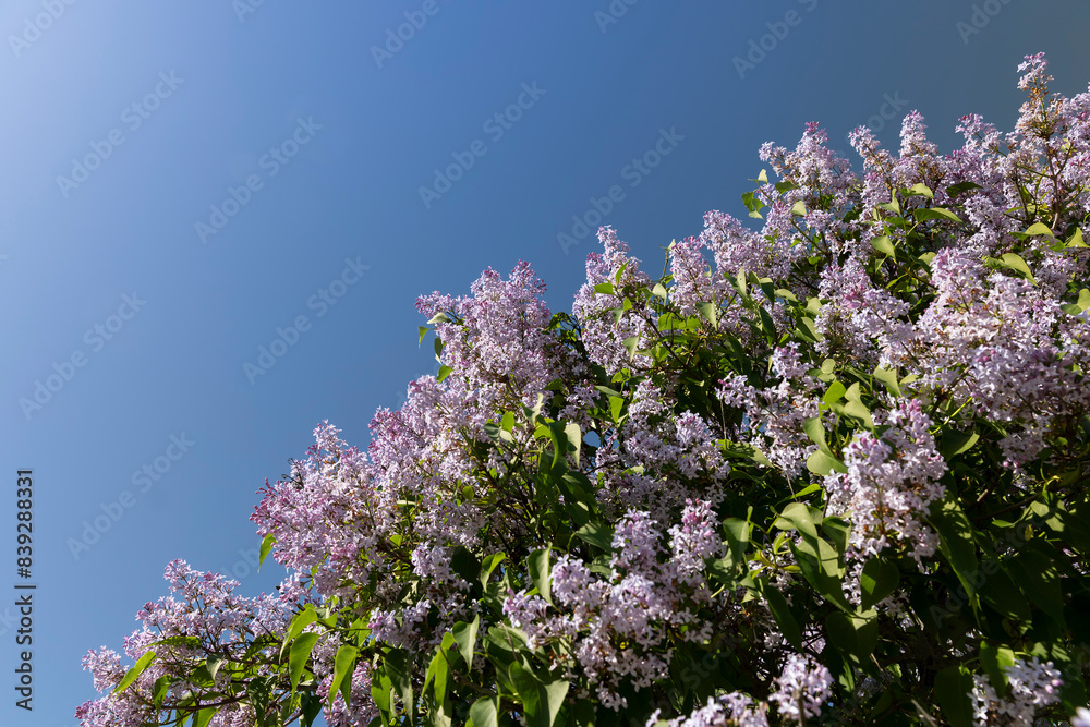 new lilac flowers in the spring season new lilac flowers in the spring season