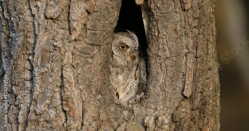 Owl at sunrise. European scops owl, Otus scops, hidden in tree hole in autumn forest. Small owl peeks out from trunk. Beautiful bird also known as Eurasian scops owl. Wildlife. Morning in nature.